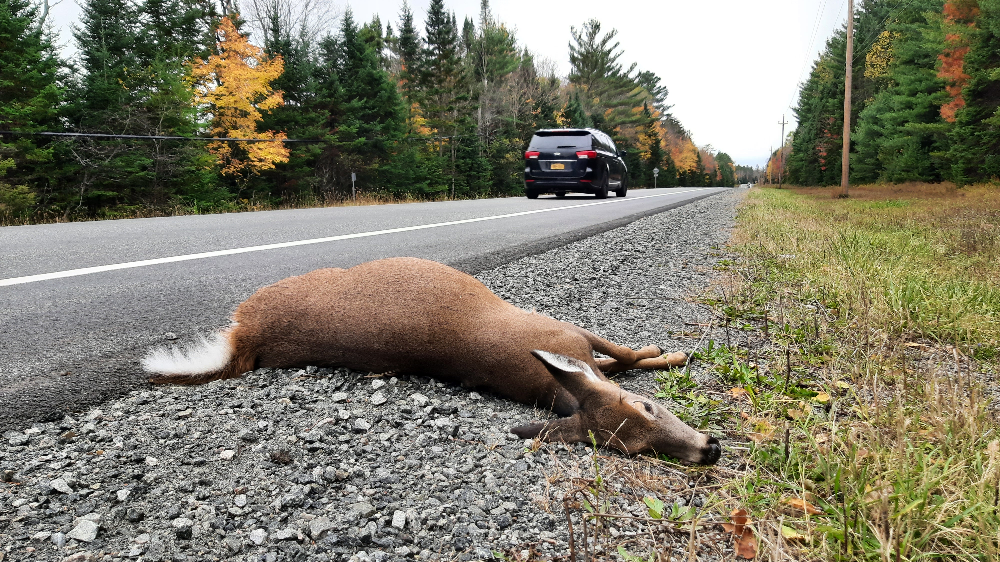 A road-killed white tail deer