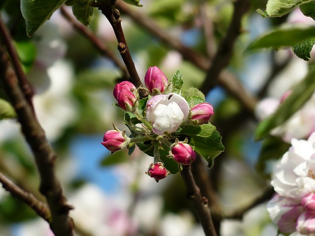 Apples in the Adirondacks, the Future of an Upstate Tradition