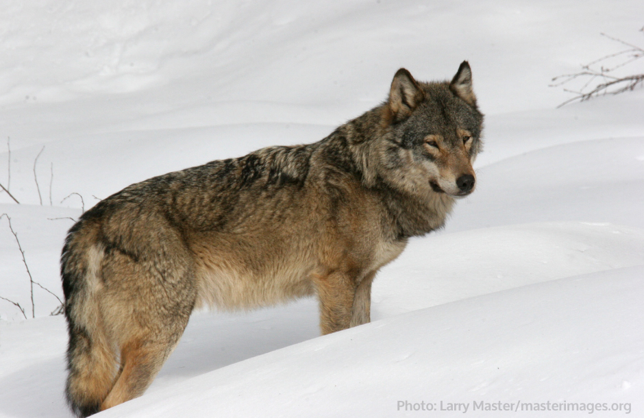 A wolf on snow, photo by Larry Master