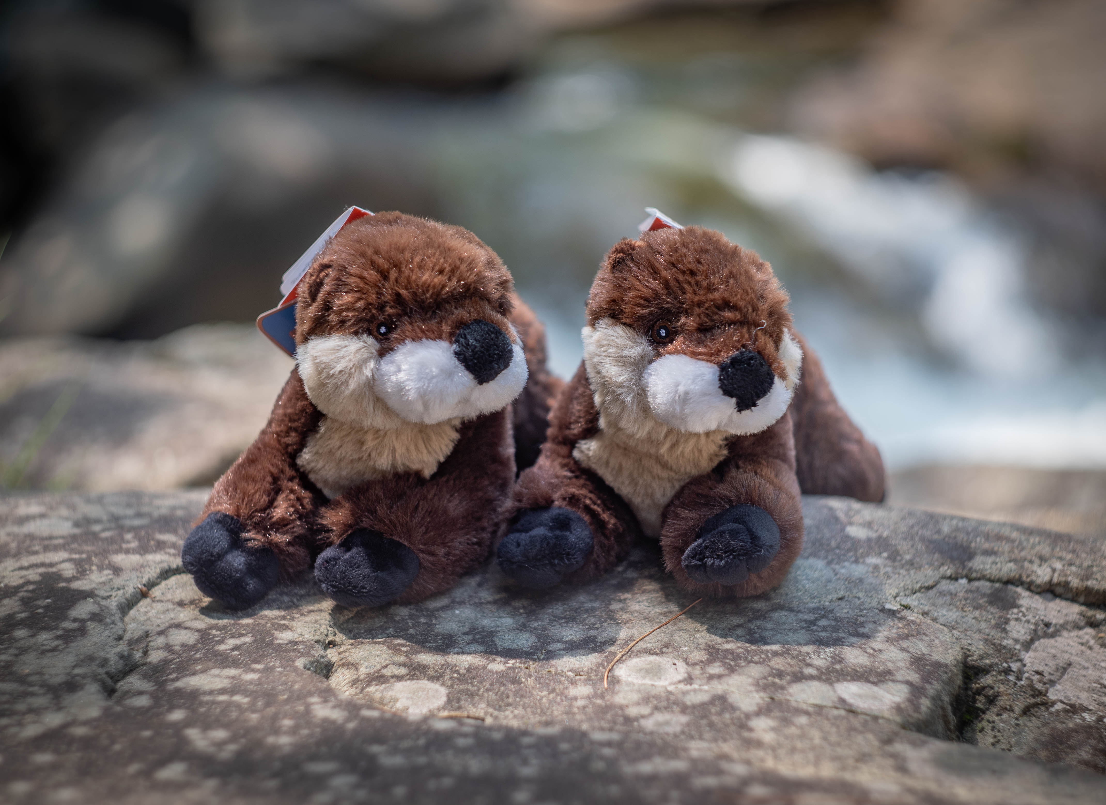 Otter plush toys